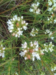 Crassula dependens