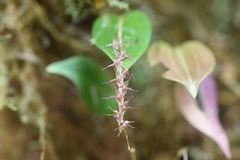Pleurothallis tryssa