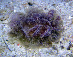 Polybranchia orientalis