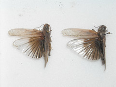 Circotettix carlinianus