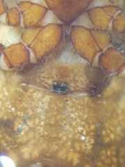Arachnura melanura