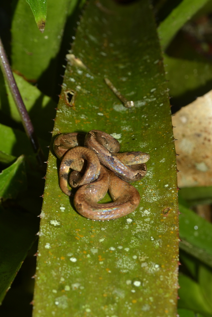 Brazilian Dwarf Boa