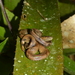 Tropidophis paucisquamis - Photo (c) janie_jones, μερικά δικαιώματα διατηρούνται (CC BY-NC)