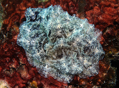 Polybranchia orientalis