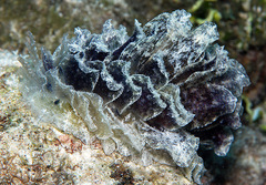 Polybranchia orientalis