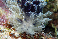 Polybranchia orientalis