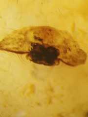 Arachnura melanura