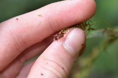 Lepanthes cassidea