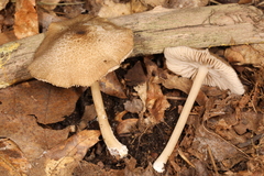 Entoloma fuscosquamosum