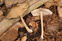 Entoloma fuscosquamosum