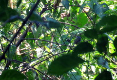 Myiornis auricularis