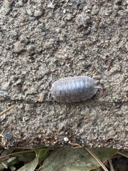 Porcellio