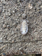Porcellio