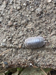 Porcellio