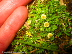 Plagiocheilus frigidus