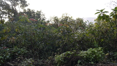 Strobilanthes ixiocephala