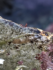 Leptoplana tremellaris