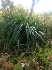 Carex texensis