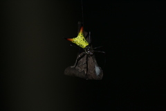 Micrathena crassispina