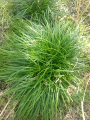 Carex texensis