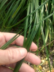 Carex texensis
