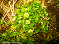 Plagiocheilus frigidus