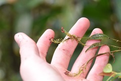 Lepanthes cassidea