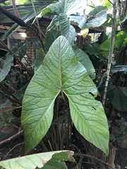 Alocasia