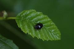Hippodamia moesta moesta