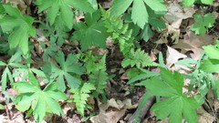 Cystopteris protrusa