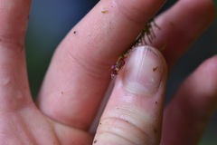 Lepanthes cassidea
