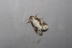 Disphragis tharis