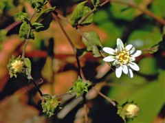 Jungia polita