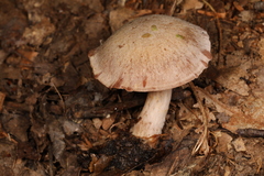 Cortinarius vagabundus