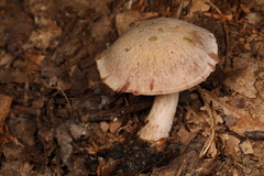 Cortinarius vagabundus