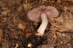 Cortinarius vagabundus
