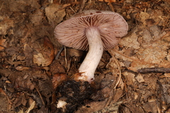 Cortinarius vagabundus