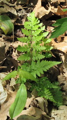 Cystopteris protrusa