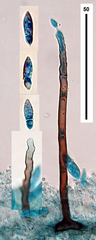 Hemibeltrania mitrata