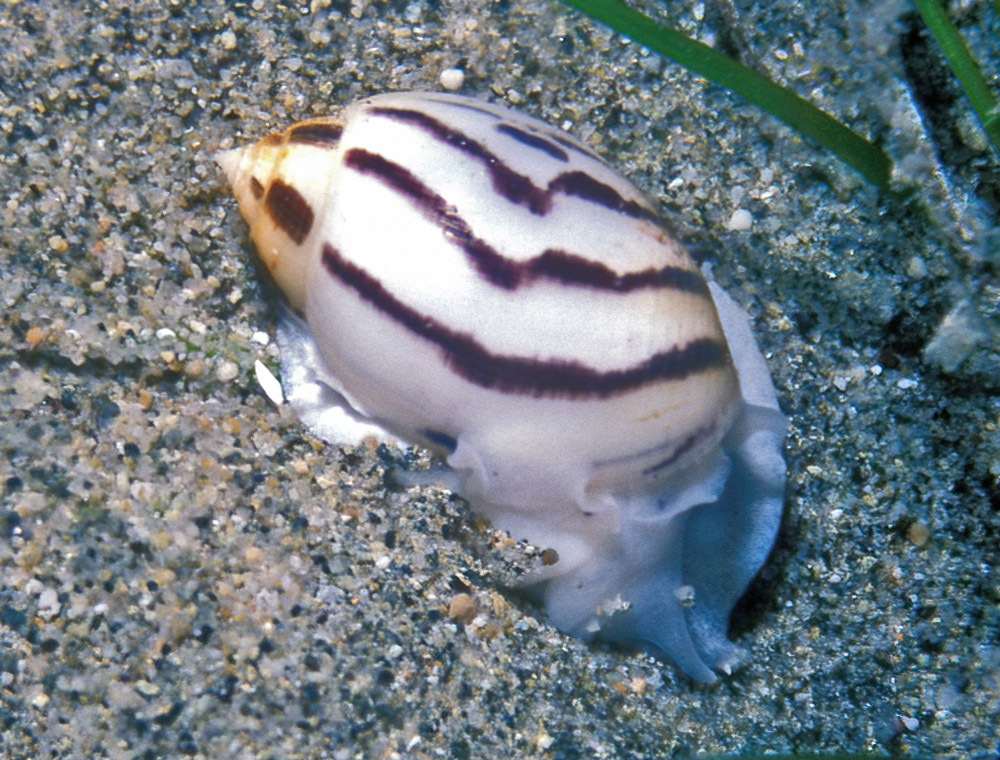 striped acteon