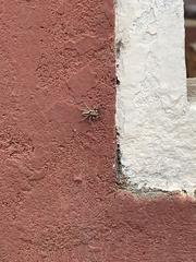 Menemerus bivittatus