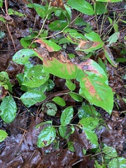 Cameraria gaultheriella