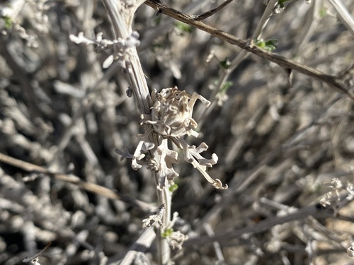 iNaturalist observation photo of Bud-gall Tephritid