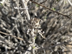 Procecidochares kristineae