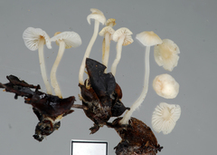 Hemimycena lactea