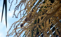 Trichothraupis melanops