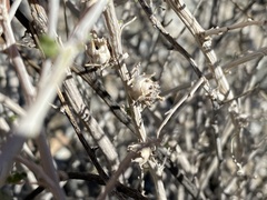 Procecidochares kristineae