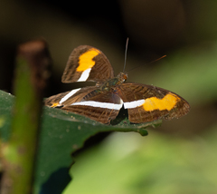 Adelpha plesaure