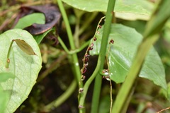 Stelis acutilabia