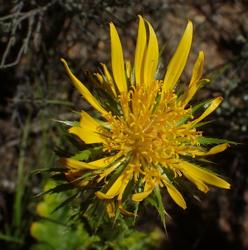 Image of Berkheya carlinoides by (c) Nicola van Berkel, some rights reserved (CC BY-SA)